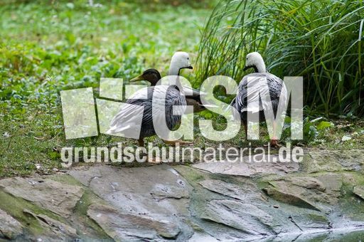 Kaisergans (7 von 8).jpg